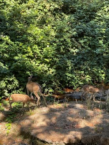 Glen Ellen Inn Secret Cottages エクステリア 写真